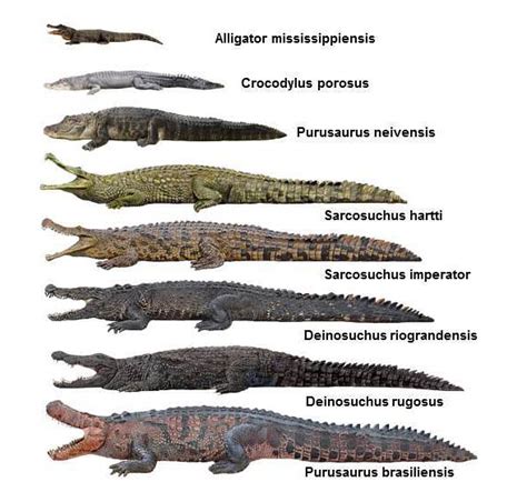 deinosuchus size
